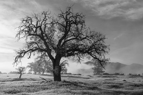 California-Los Padres National Forest Oak tree on foggy morning